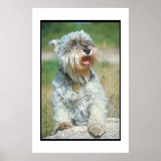 Miniature Schnauzer Poster (Framsidan)