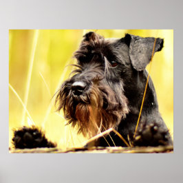 Miniature-schnauzer Poster