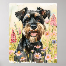 Miniature Schnauzer Poster - Rolig hund Art Print