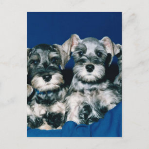 Miniature Schnauzer Puppies Vykort