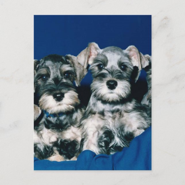 Miniature Schnauzer Puppies Vykort (Framsida)