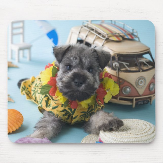 Miniature Schnauzer Puppy and Summer Vacation Musmatta (Framsidan)