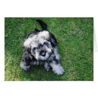 Miniature Schnauzer Puppy Hälsningskort