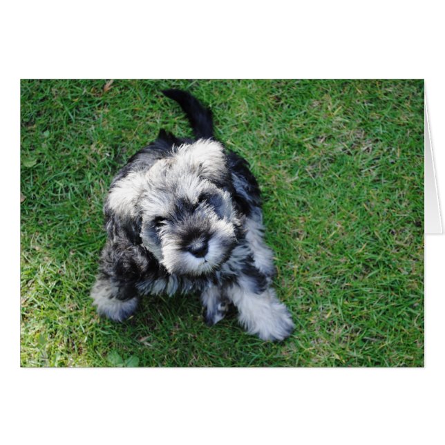 Miniature Schnauzer Puppy Hälsningskort (Framsidan Horizontal)