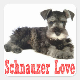 Miniature Schnauzer Puppy Hund Red Sticker Fyrkantigt Klistermärke