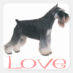 Miniature Schnauzer Puppy Hund Rosa Kärlek Sticker Fyrkantigt Klistermärke