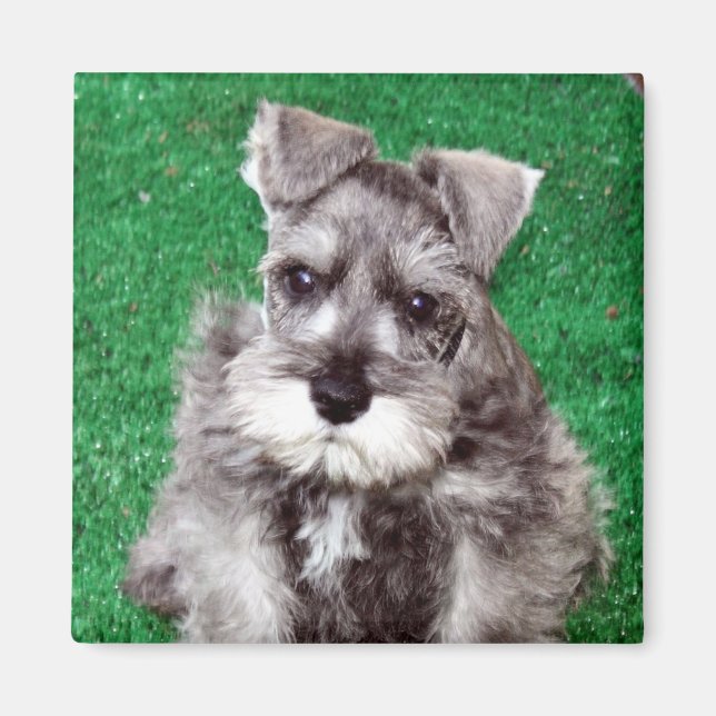 Miniature Schnauzer Puppy Magnet (Framsidan)