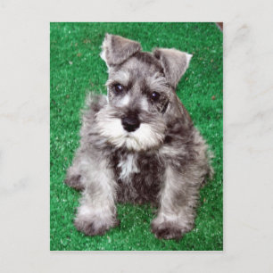 Miniature Schnauzer Puppy Postcard Vykort