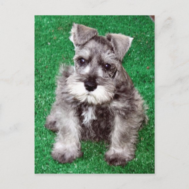 Miniature Schnauzer Puppy Postcard Vykort (Framsida)