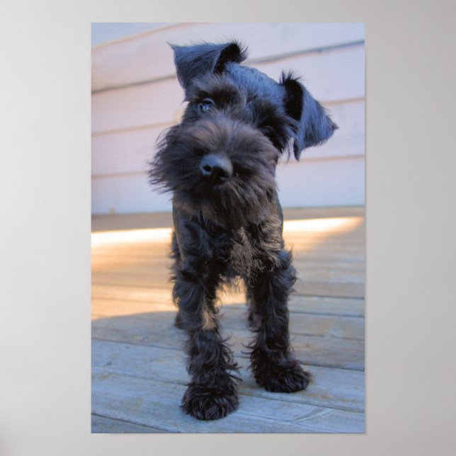Miniature Schnauzer Puppy Poster (Framsidan)