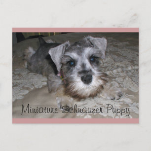 Miniature Schnauzer Puppy Vykort