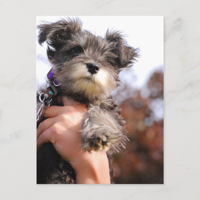 Miniature Schnauzer Puppy Vykort (Framsida)