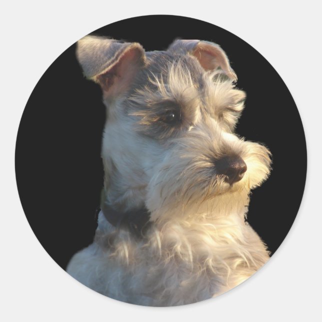 Miniature Schnauzer Sticker Runt Klistermärke (Framsida)