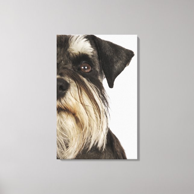 Miniature Schnauzer, studio shot, närbild Canvastryck (Framsida)