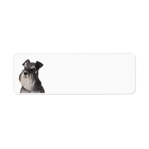 Miniature_Schnauzer svart och silver Returadress Etikett