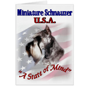 Miniature Schnauzer USA Hälsningskort