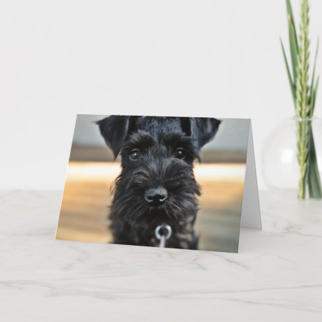 Miniature Schnauzer Valentine Day Greeting Card Helgkort (Framsida)