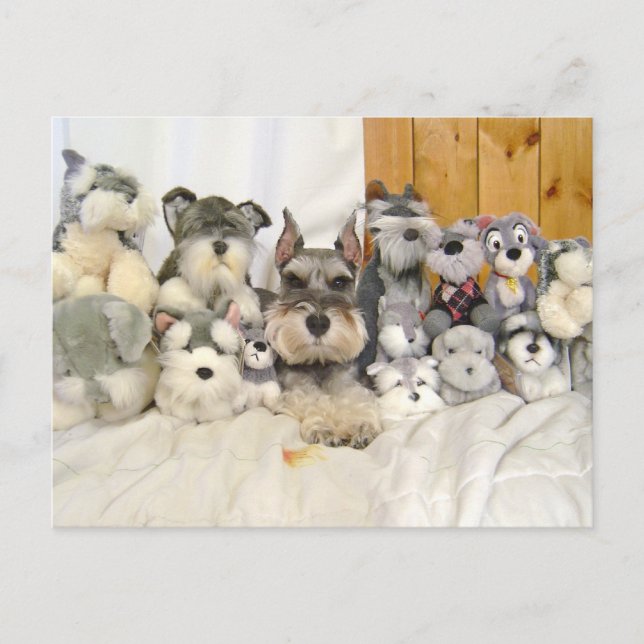 Miniature Schnauzer vykort (Framsida)