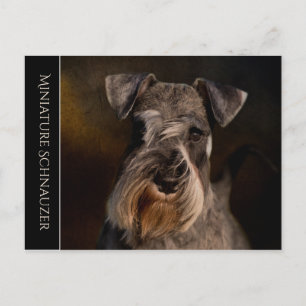 Miniature Schnauzer vykort