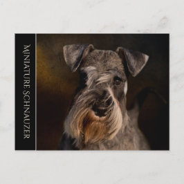 Miniature Schnauzer vykort