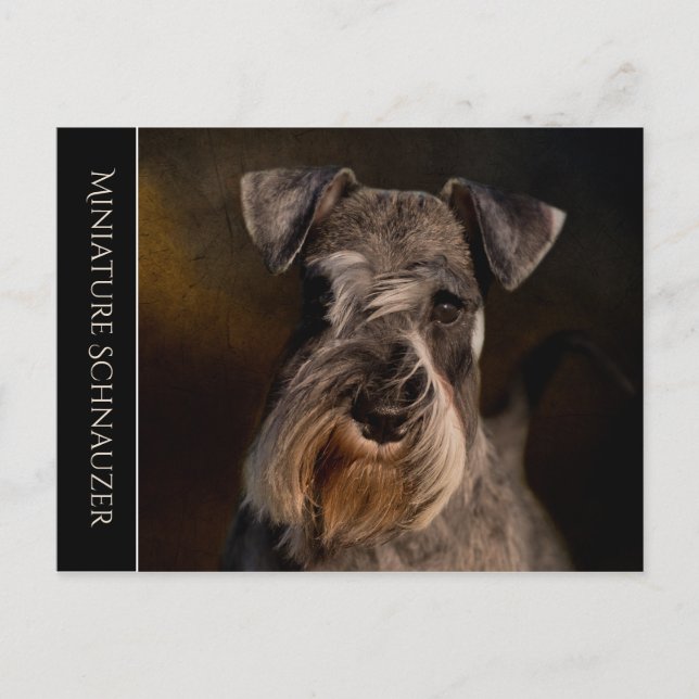 Miniature Schnauzer vykort (Framsida)