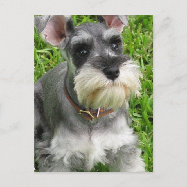 Miniature Schnauzer vykort (Framsida)