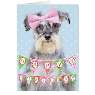 Miniature Schnauzer Wearing Rosa Polka Dot Bow Hälsningskort