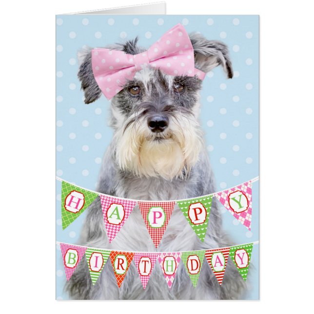 Miniature Schnauzer Wearing Rosa Polka Dot Bow Hälsningskort (Framsidan)