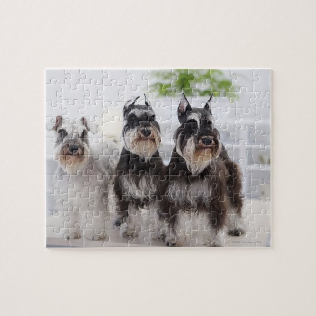 Miniature Schnauzers som står vid kant i bord Pussel (Horisontell)
