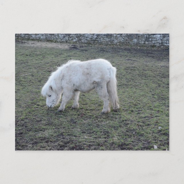 Miniature White Horse Gifts Vykort (Framsida)