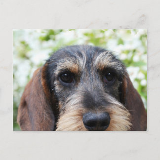 Miniature Wire Hved Dachshund Vykort