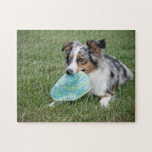 Miniatyr American Shepherd Blue Merle med Leksak Pussel (Horisontell)