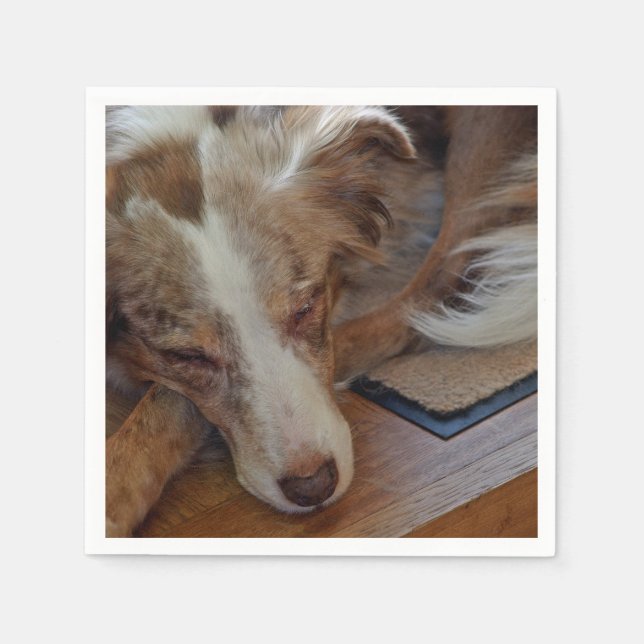 Miniatyr American Shepherd Red Merle Sleeping Pappersservett (Framsidan)