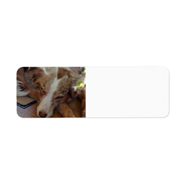 Miniatyr American Shepherd Red Merle Sleeping Returadress Etikett (Framsidan)