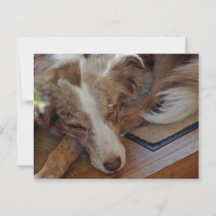 Miniatyr American Shepherd Red Merle Sleeping Vykort