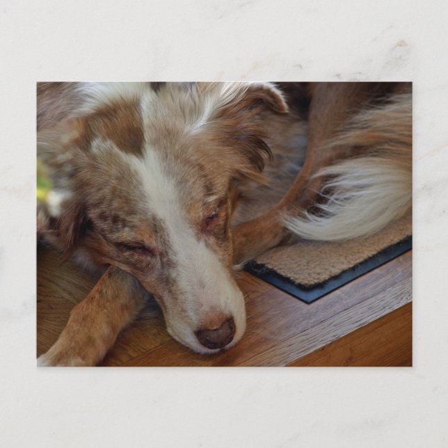 Miniatyr American Shepherd Red Merle Sleeping Vykort (Framsida)
