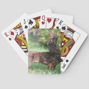 Miniatyr Dachshund 1, långdragen Casinokort