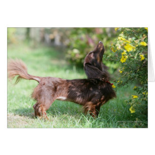 Miniatyr Dachshund 1, långdragen Hälsningskort