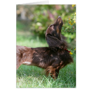 Miniatyr Dachshund 1, långdragen Hälsningskort