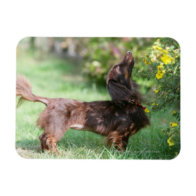 Miniatyr Dachshund 1, långdragen Magnet (Horisontell)