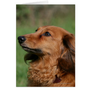 Miniatyr Dachshund 2, långdragen Hälsningskort