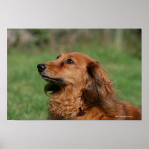 Miniatyr Dachshund 2, långdragen Poster