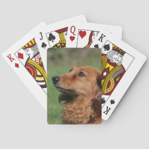 Miniatyr Dachshund 2, långdragen Spel Kort