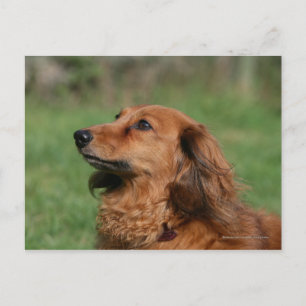 Miniatyr Dachshund 2, långdragen Vykort