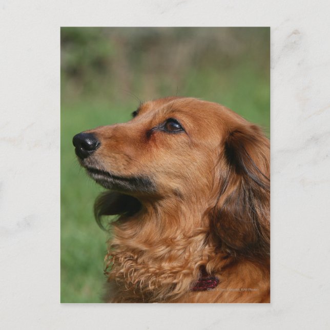 Miniatyr Dachshund 2, långdragen Vykort (Framsida)