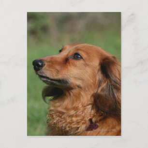 Miniatyr Dachshund 2, långdragen Vykort