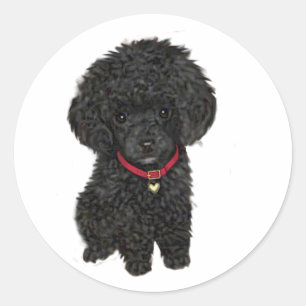 Miniatyr- eller Toy Poodle - Svart 1 Runt Klistermärke