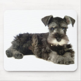 Miniatyr Grått Schnauzer Puppy Hund Mus Pad Musmatta