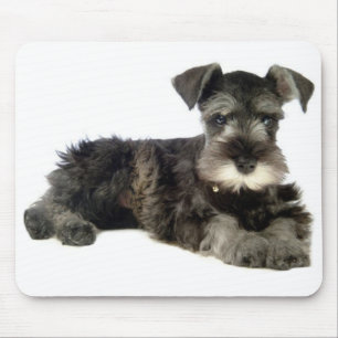 Miniatyr Grått Schnauzer Puppy Hund Mus Pad Musmatta