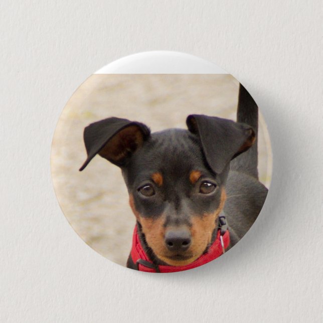 miniatyr-pinscher-svart och rost knapp (Framsida)